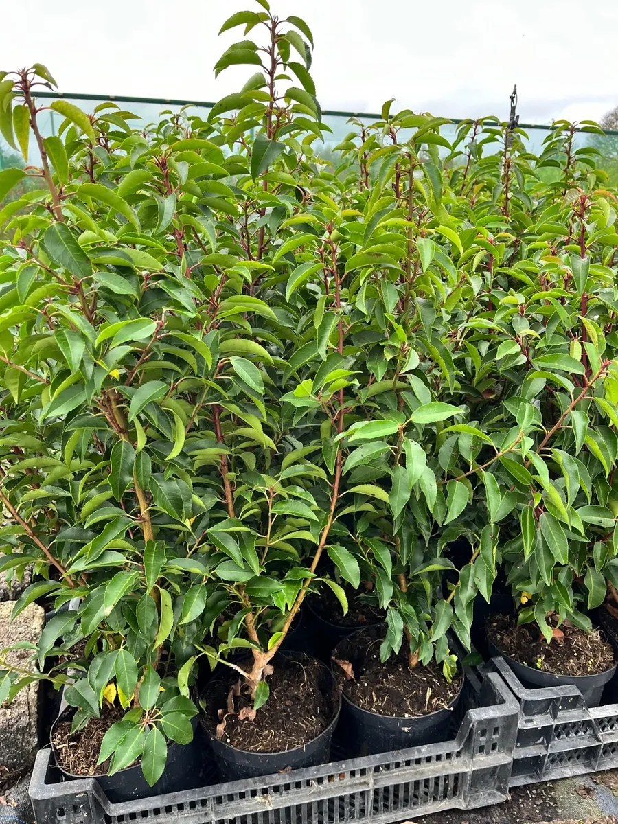 Cherry/Portuguese Laurel, Grisilinia, Robin Robin. - Image 1