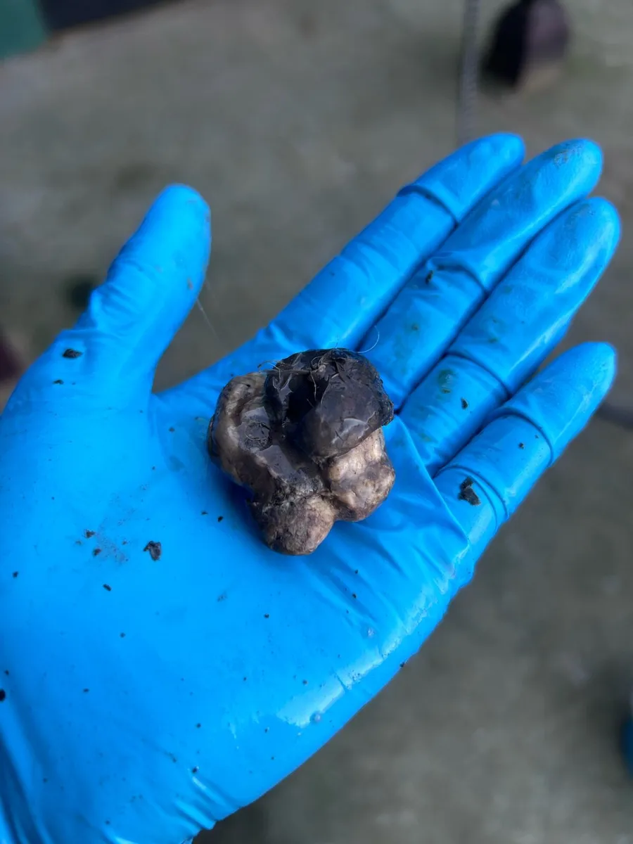 Sheath Cleaning Service - Image 3