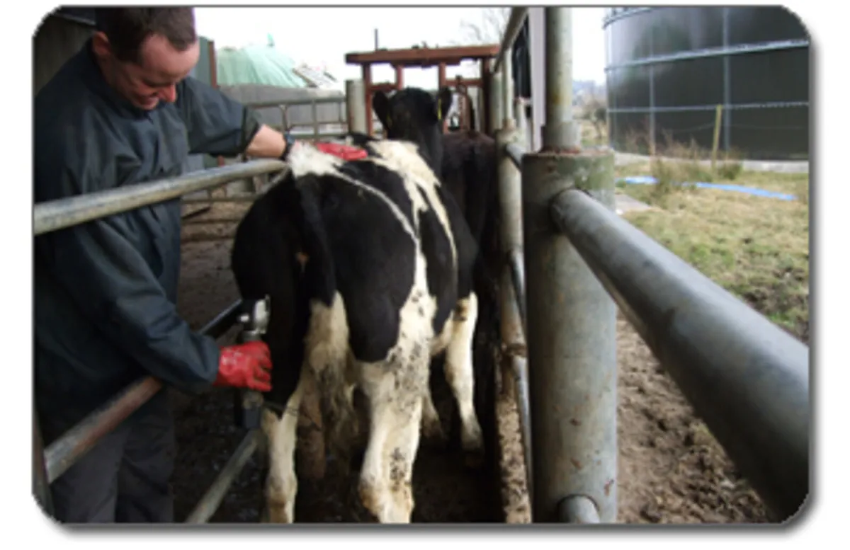 Freeze Branding - Image 2