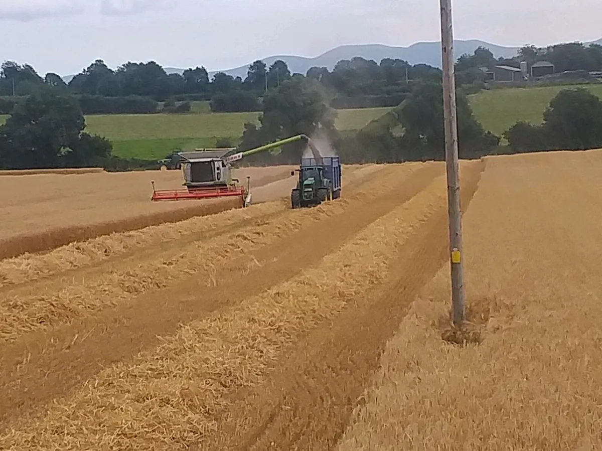 Straw and hay - Image 2