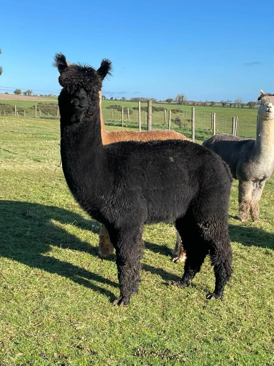 Alpacas - Image 1