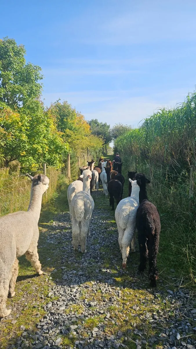 Alpacas - Image 2