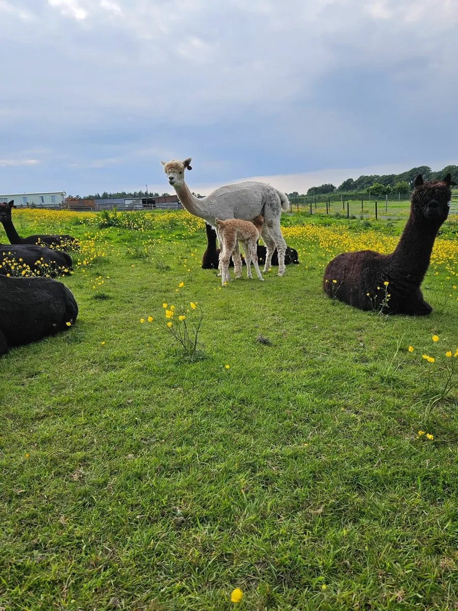 Alpacas - Image 4
