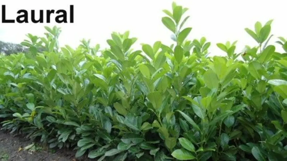 Bargain BarerootHedging. - Image 1