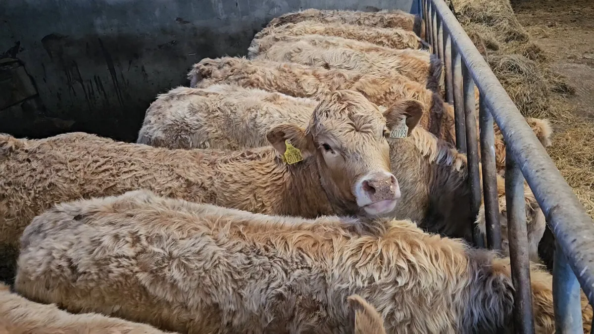 **Charolais Heifers * - Image 1