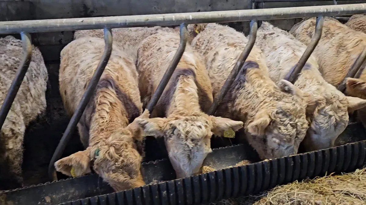 **Charolais Heifers * - Image 4