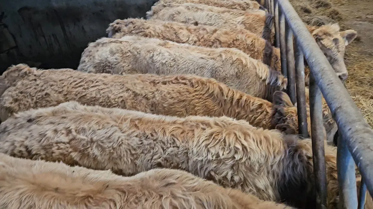 **Charolais Heifers * - Image 2