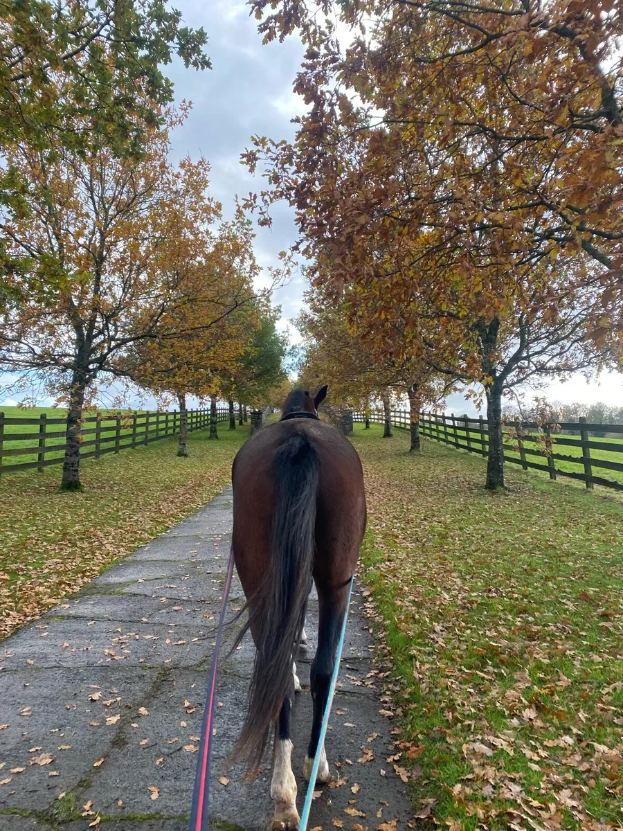 Livery available - Image 3