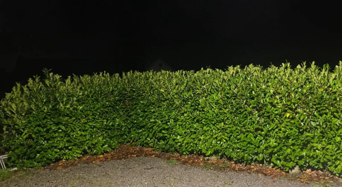 Laurel hedging Cherry & Portuguese , Grisilinia - Image 3