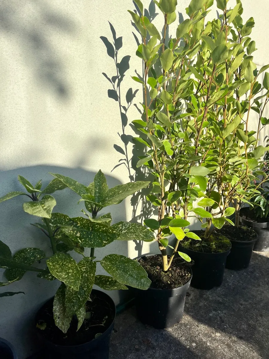 Laurel hedging Cherry & Portuguese , Grisilinia - Image 4