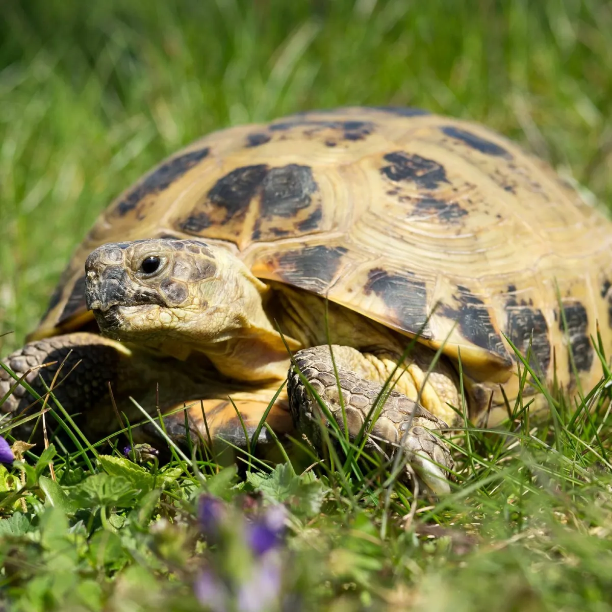Tortoise Setups - Image 2