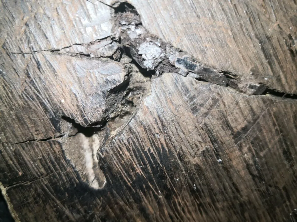 Rare large hand carved Ebony statue - Image 3