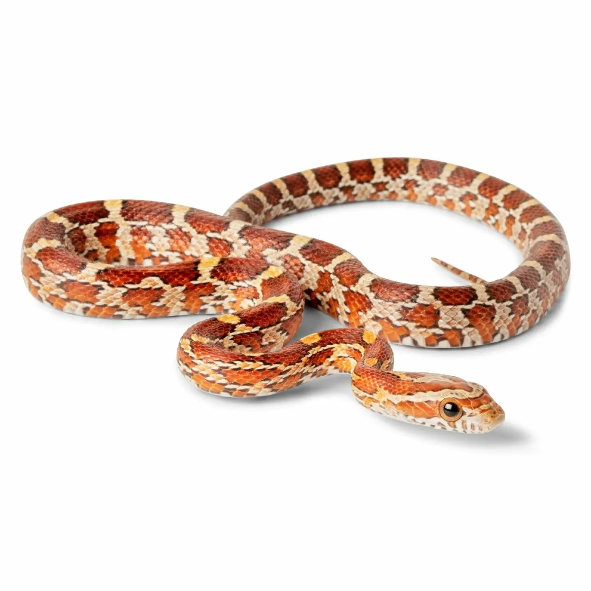 Corn Snake Setups - Image 2