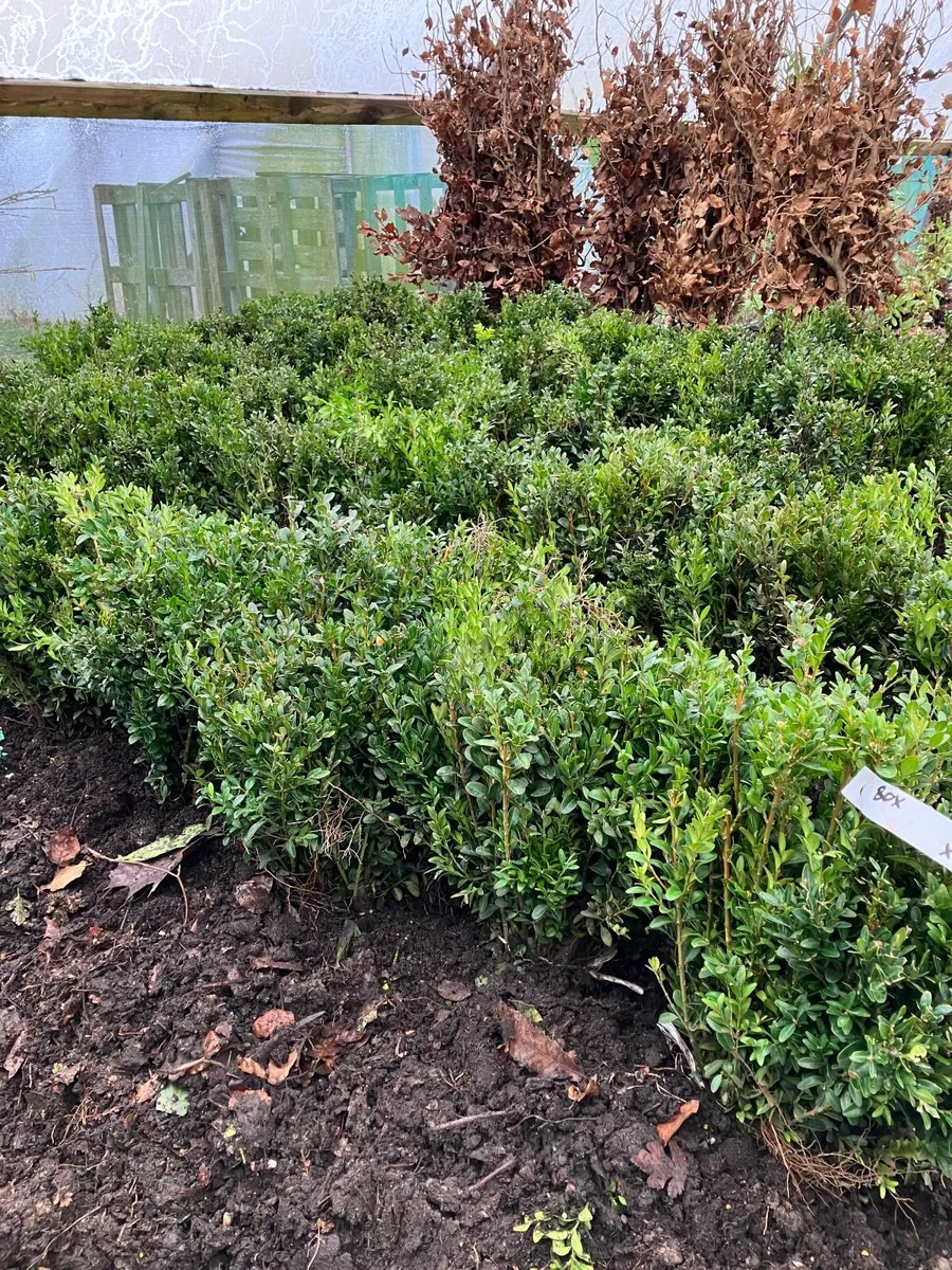 Bare root griselinia - Image 3