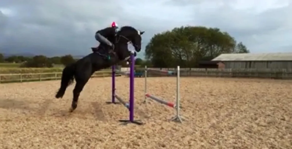 AW Equine Services - Image 3