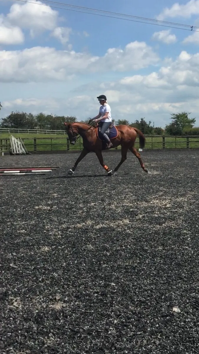 AW Equine Services - Image 4