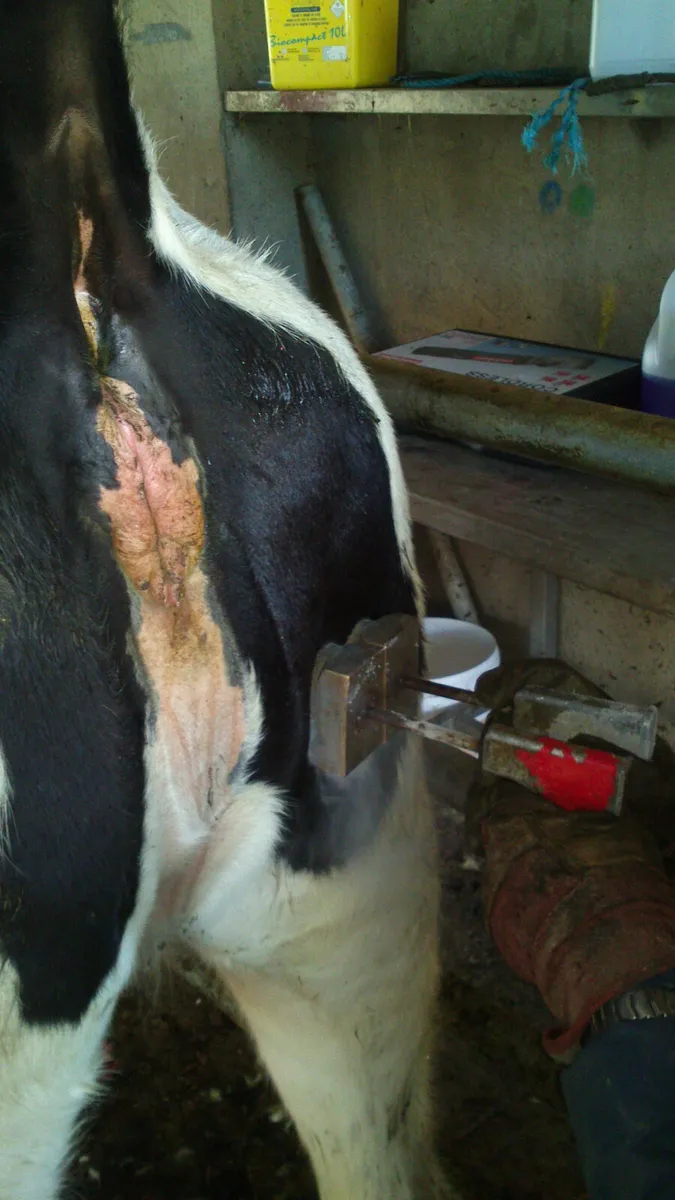 Freeze Branding - Image 4