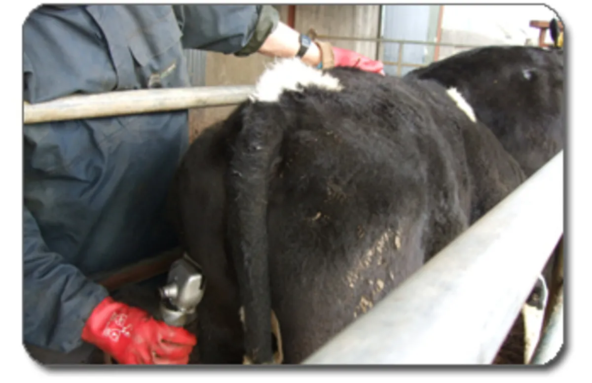 Freeze Branding - Image 3