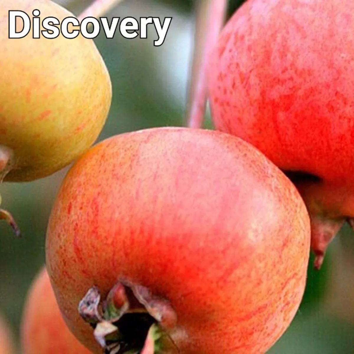 Fruit Trees special offer. - Image 2