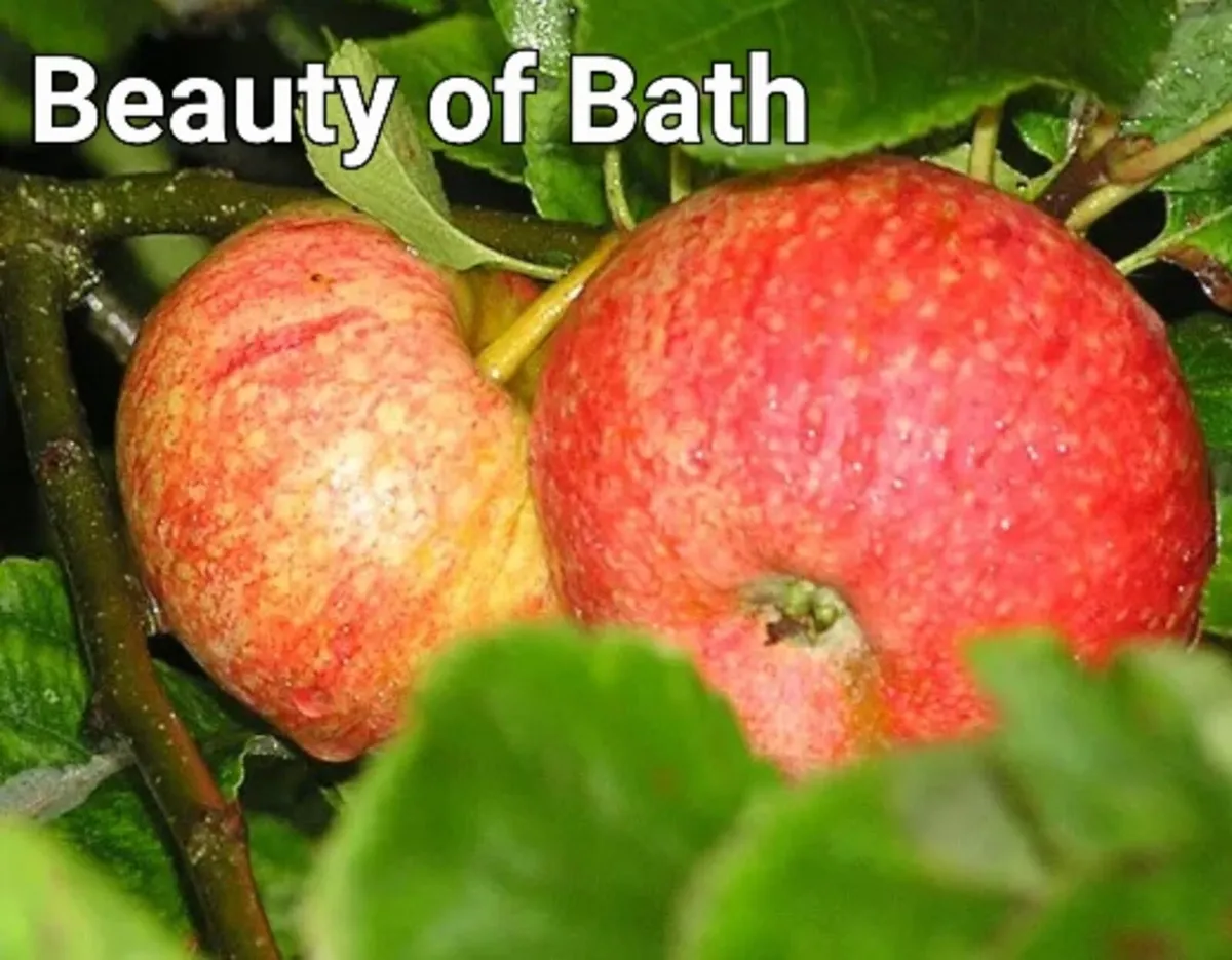 Fruit Trees special offer. - Image 1