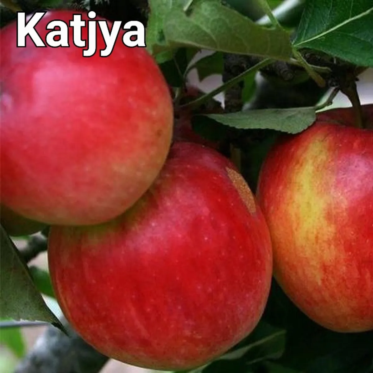 Fruit Trees special offer. - Image 3