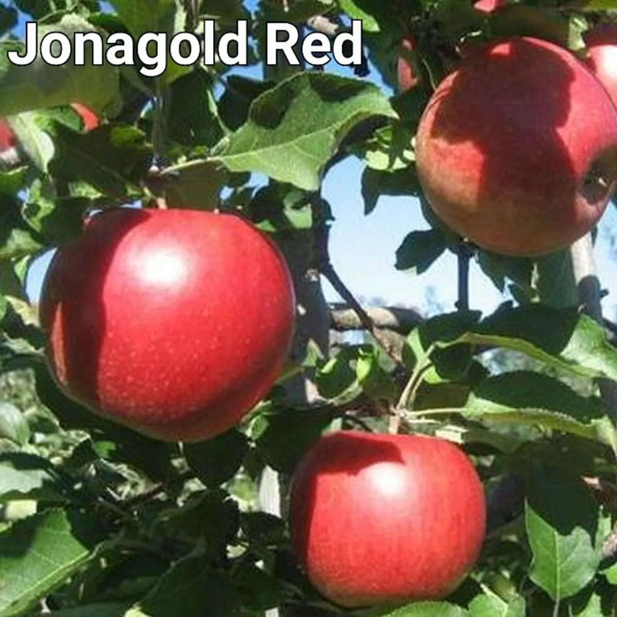 Fruit Trees special offer. - Image 4