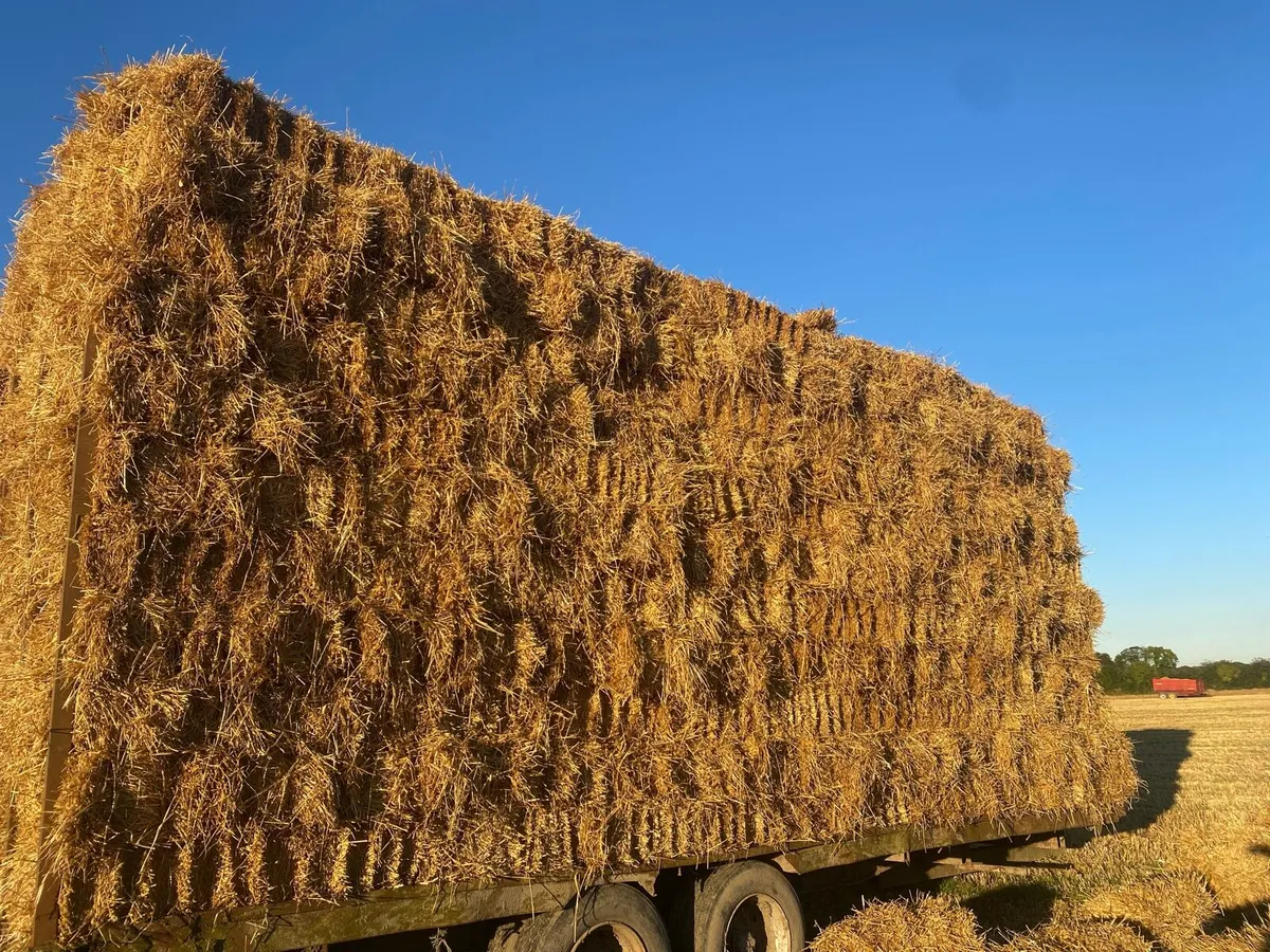 Small square bales Spring barley straw - Image 1