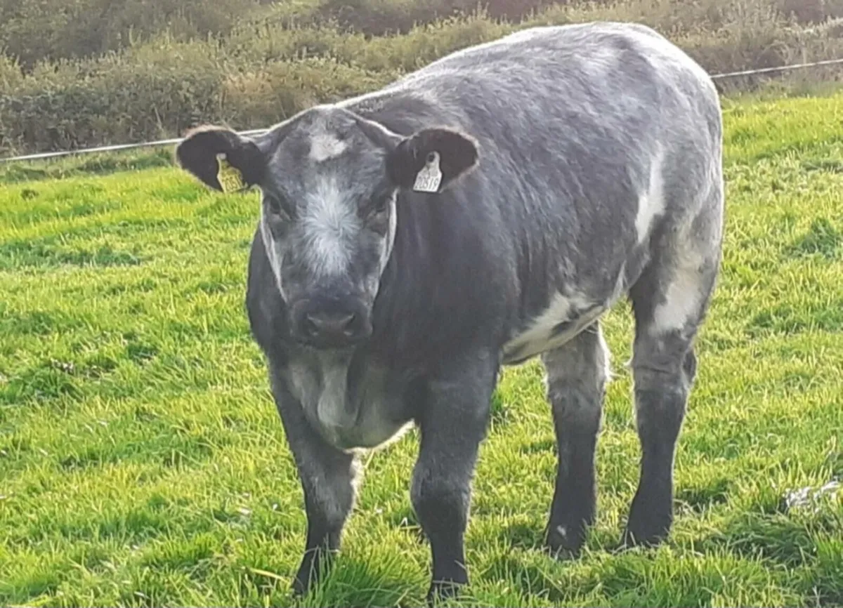 Calving camera - Image 1