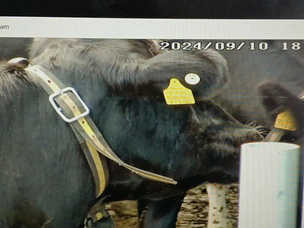 Calving camera - Image 2