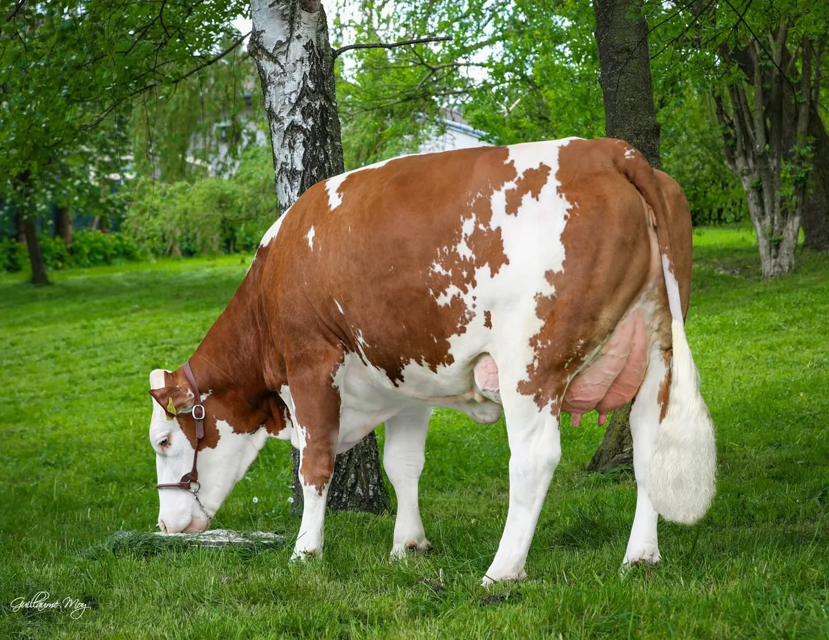 Fleckvieh Semen - Image 3