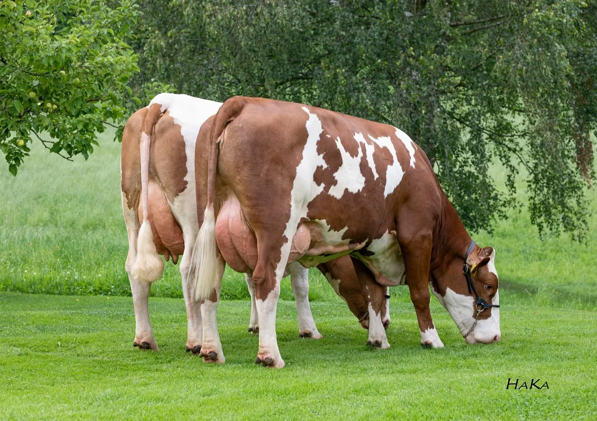 Fleckvieh Semen - Image 4