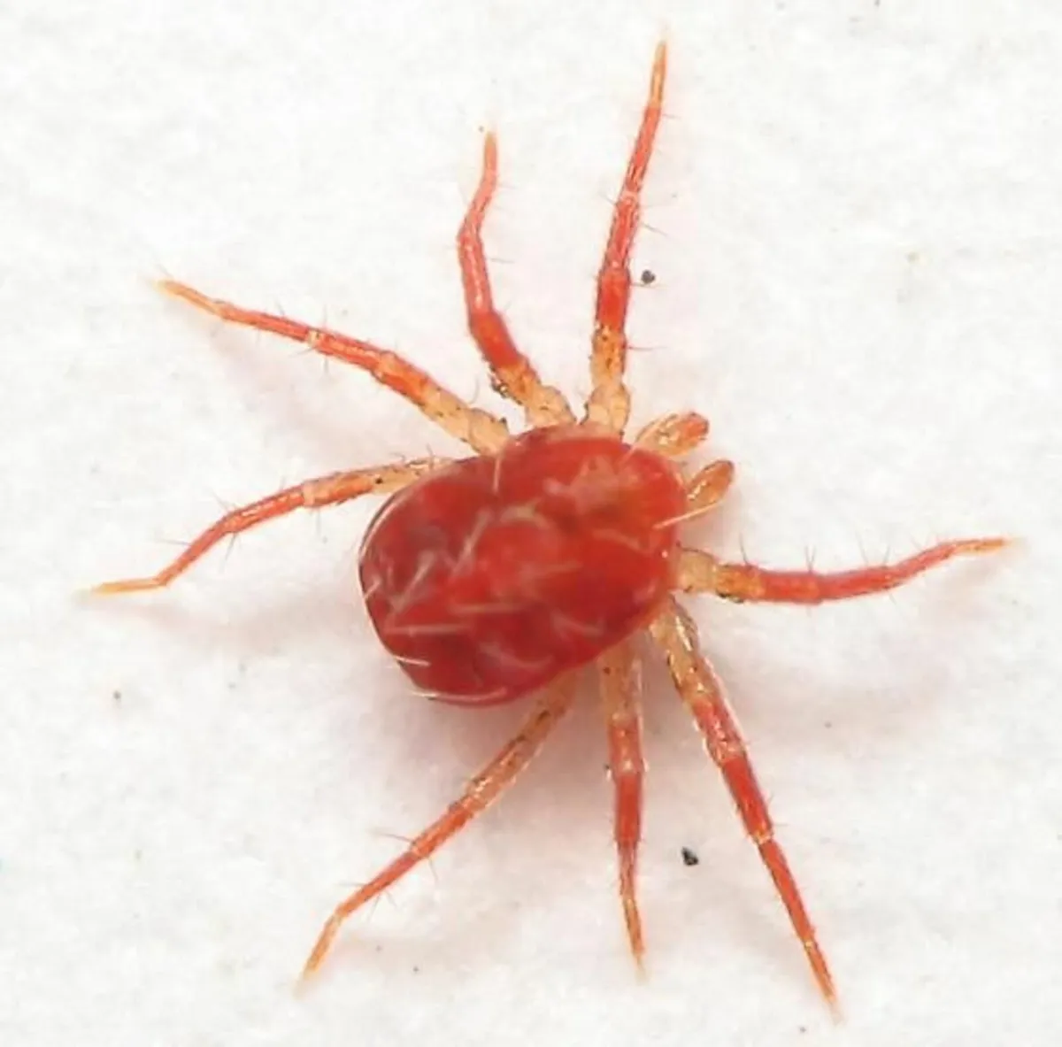 Oblitermite red mite treatment. No Withdrawl - Image 1