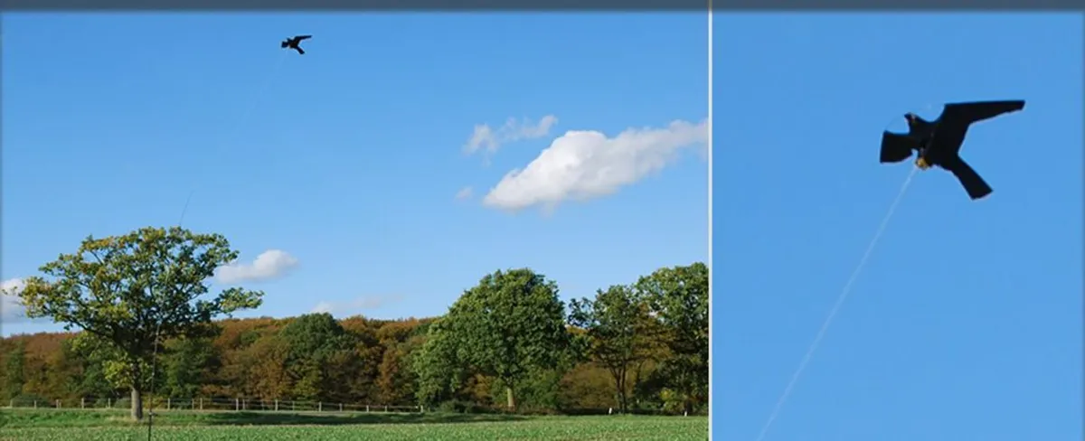 Kite Bird Scarer - Image 4