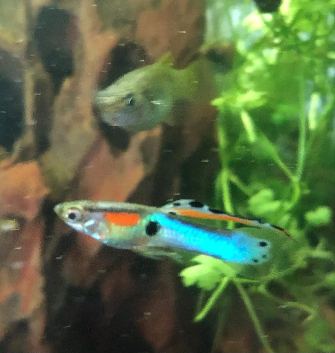 Guppies, Bichir and snails - Image 1