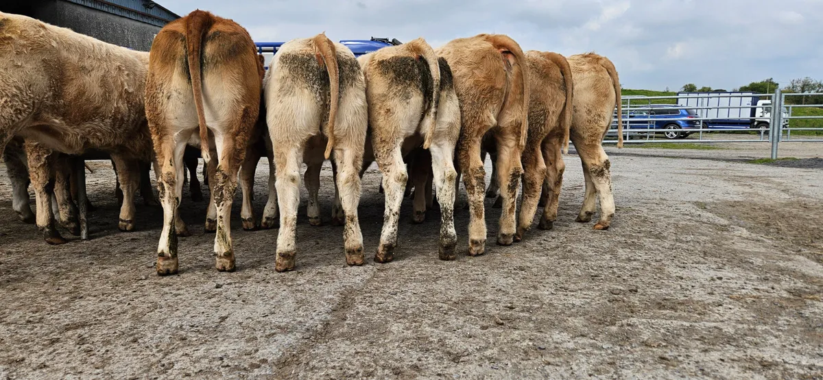 Smashing Continental Heifers ** - Image 1