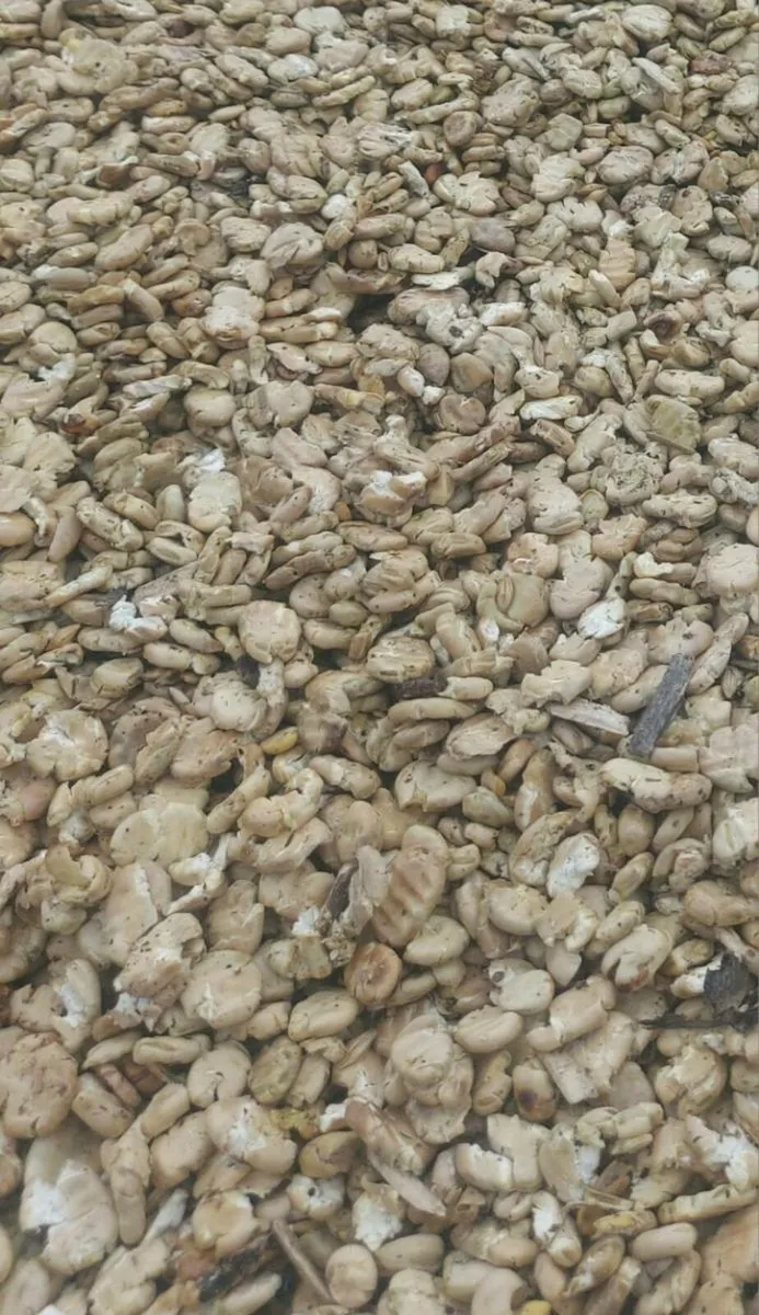 Organic meal  feed and ration - Image 4