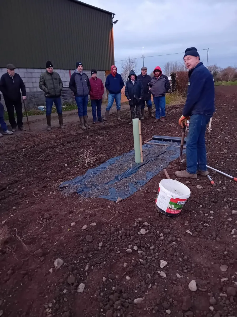 Native Irish Trees 🌳 - Image 3