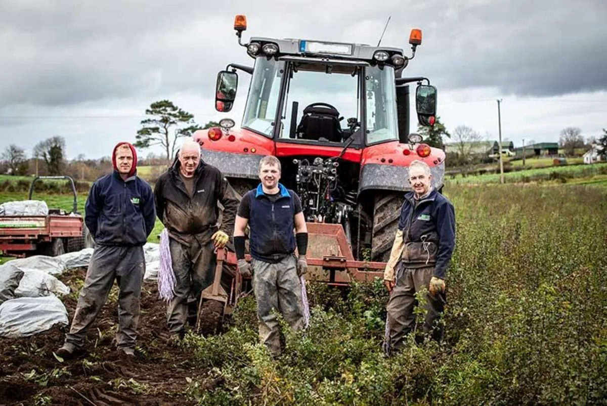 Native Irish Trees 🌳 - Image 2