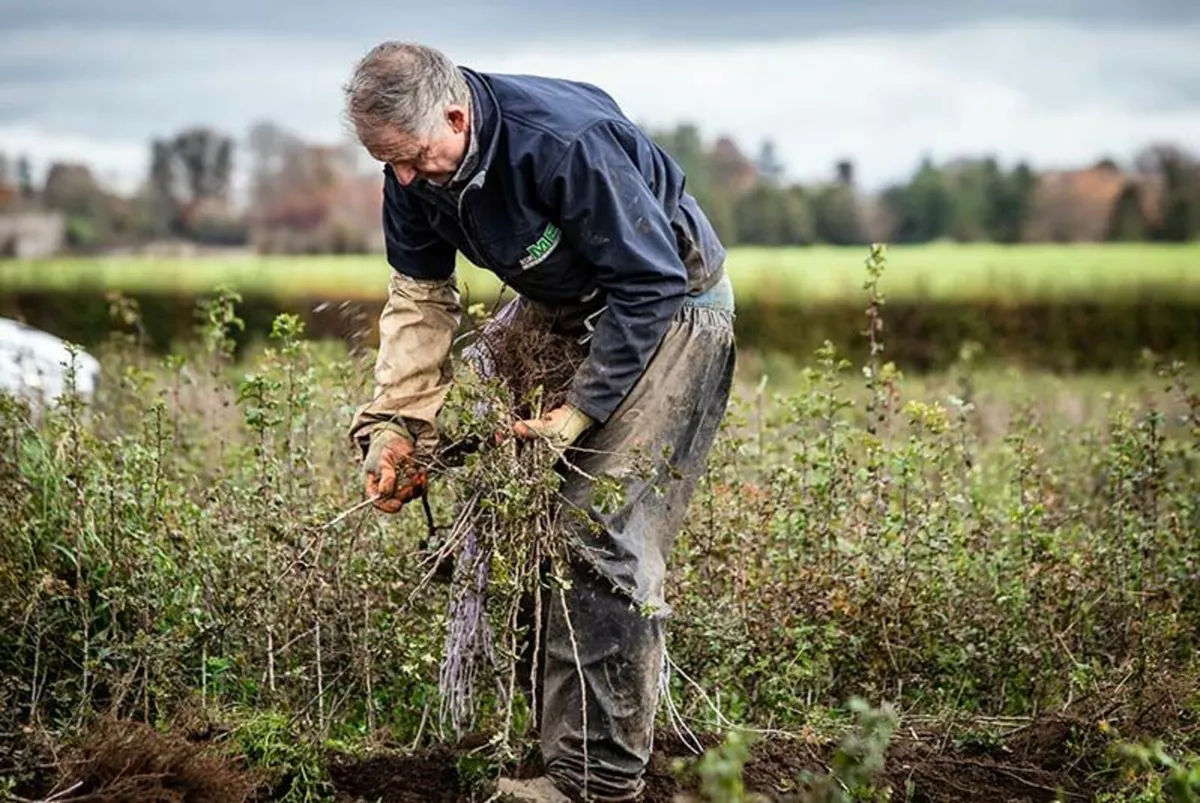 Native Irish Trees 🌳 - Image 4