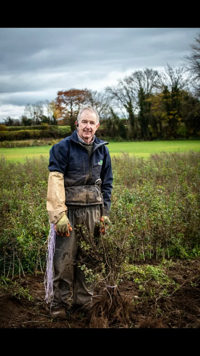 Native Irish Trees 🌳 - Image 4