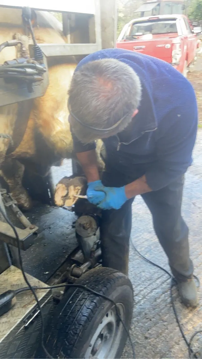 Hoof trimming - Image 4