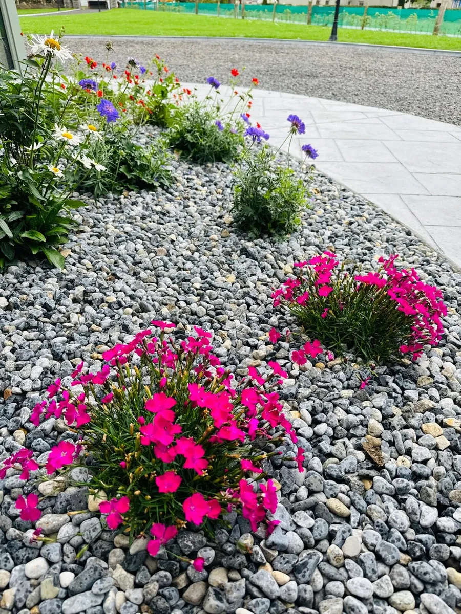 Grave pebbles and chippings - Image 3