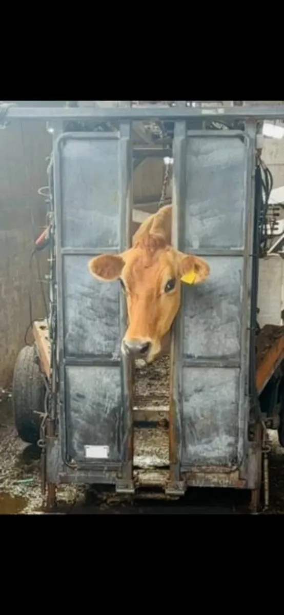 Hoof Trimming Services - Image 3