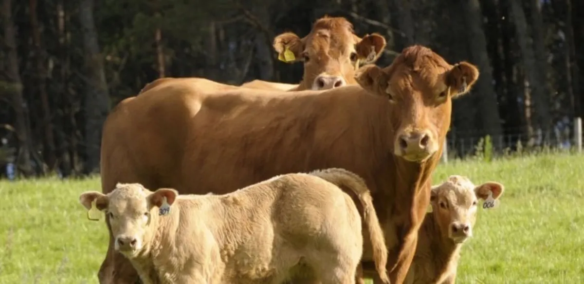 StartRite Calf Tubes - Image 2