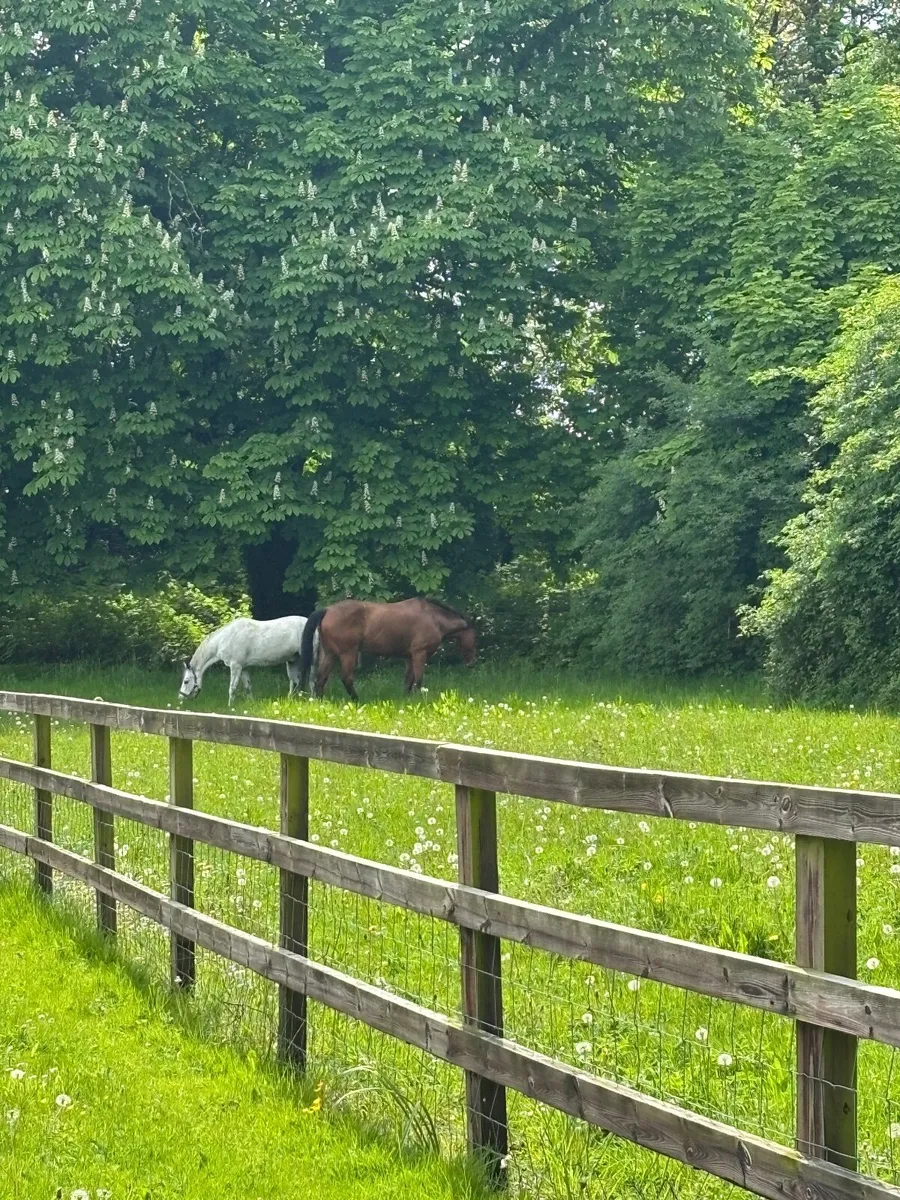 Horse Truck - Image 4