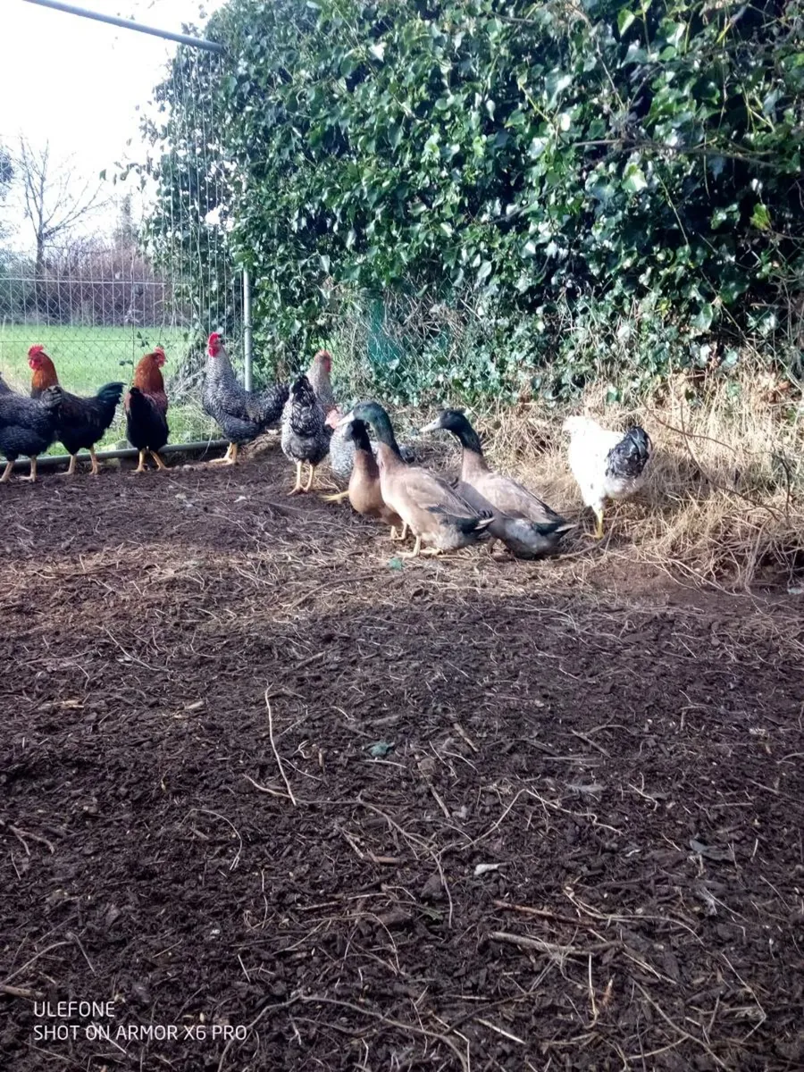 Drake's and Roosters. - Image 4