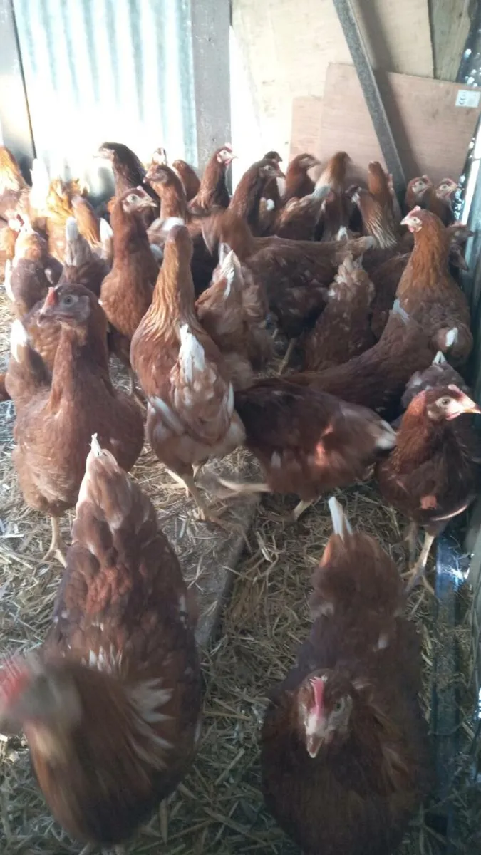 Poultry  limerick killmallock - Image 1