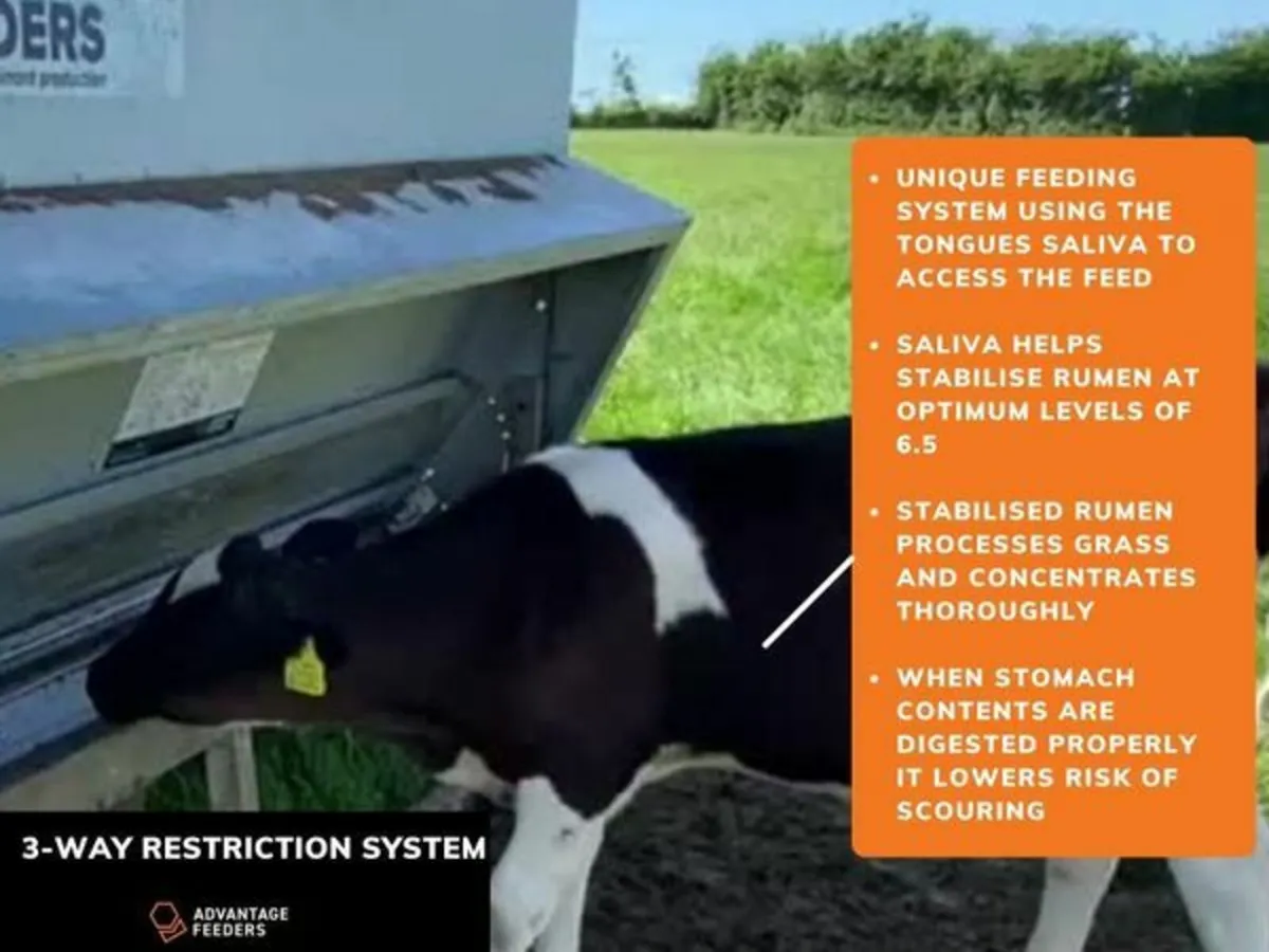 Feeder Beef & Dairy - Image 3