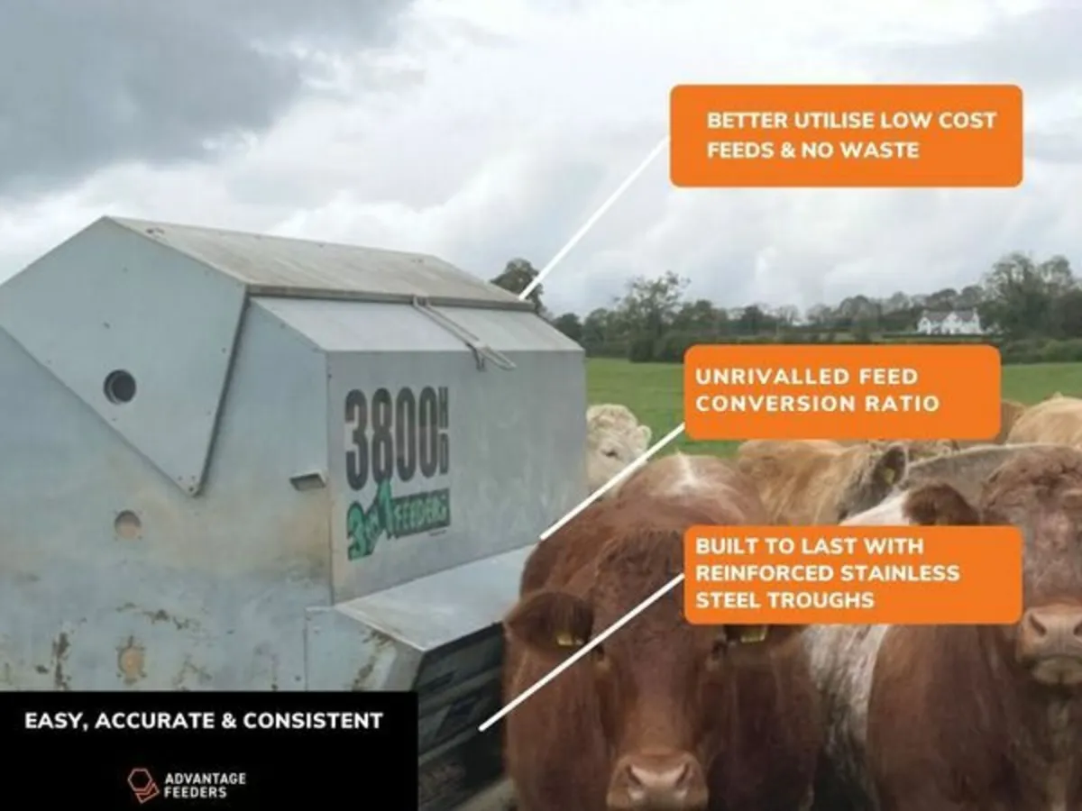 Feeder Beef & Dairy - Image 4