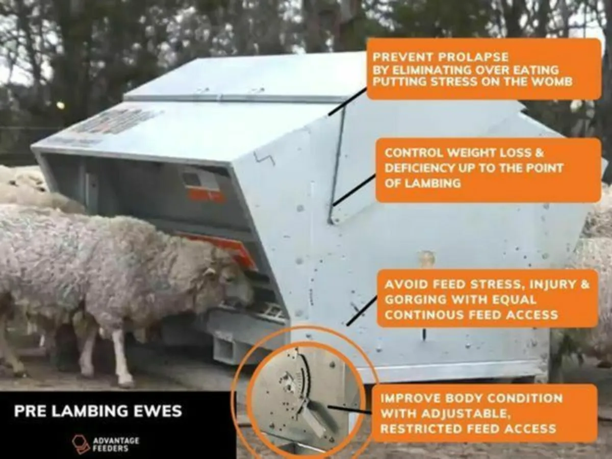 Feeder Ewe/Lamb/Calves - Image 2